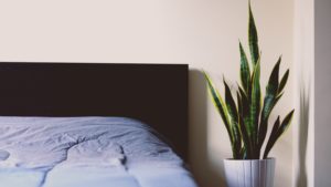 Plant Next to Bed